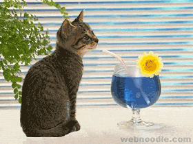 the cat